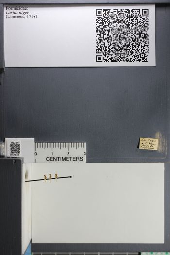 Media type: image; Entomology 675708